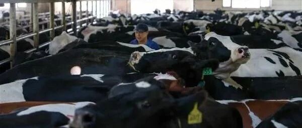 奶牛养殖突然变难？专家提醒：密切关注市场波动
