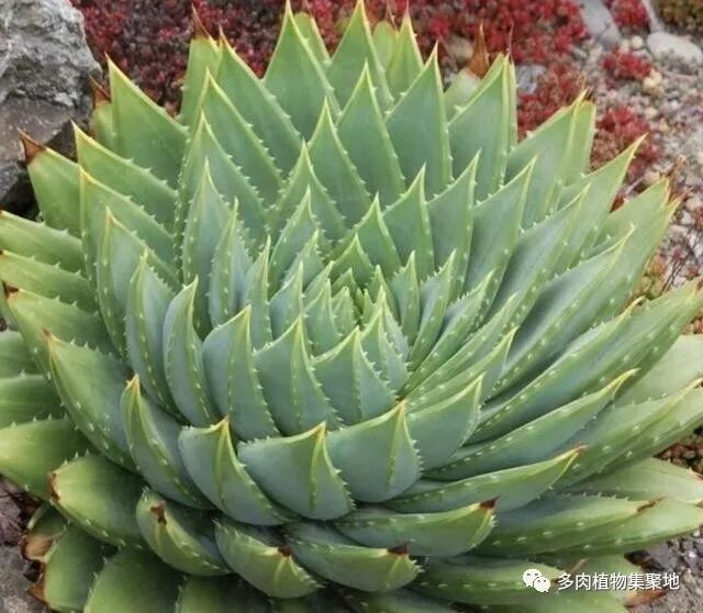 名贵 好养的1种 多肉植物 秋天种植后 养1星期成活 变美 多肉植物集聚地 微信公众号文章阅读 Wemp