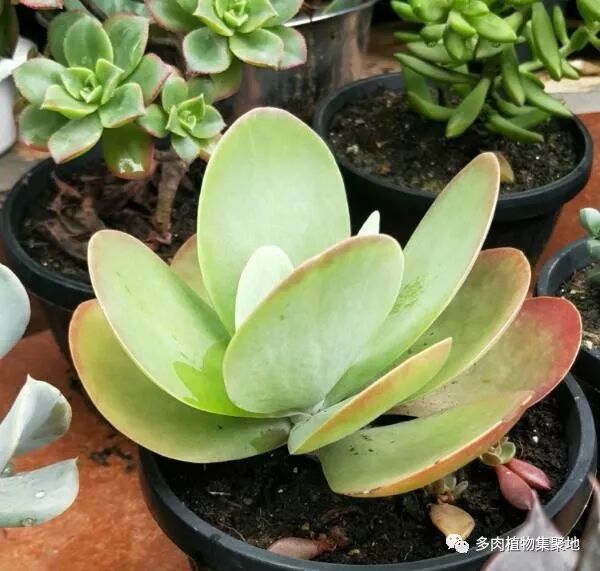 教你摘除多肉植物的叶片 用来叶插繁殖 可以长满一阳台 多肉植物集聚地 微信公众号文章阅读 Wemp