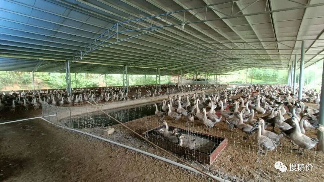 农村创业项目养殖 农村创业好项目，旺茂一养鹅基地30多亩，年收入300万元！