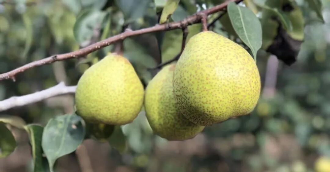 节后嗓子痛、咳嗽多？上火和炎症不同，不要滥用消炎药！