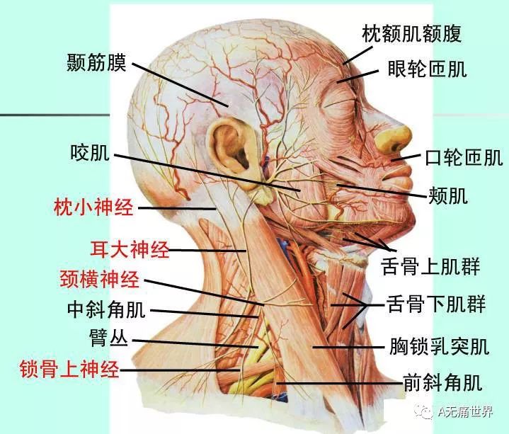 人体的脖子结构图片