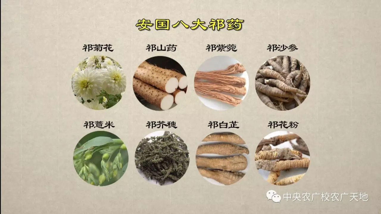 被誉为安国"八大祁药"之首的药材是哪种呢?