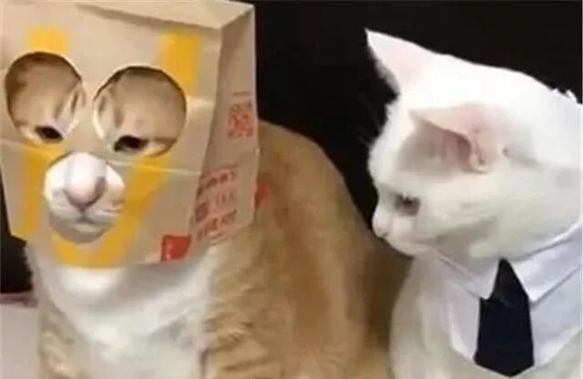 给橘猫戴上头套 白猫的反应让人笑翻 宠萌之家 微信公众号文章阅读 Wemp