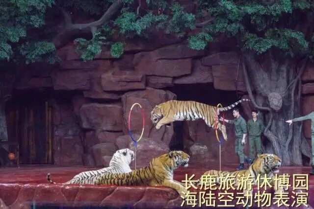 ˳�³�¹�����ݲ�԰99��2��2С��3����Ʊ��������������ݣ������е�+ͯ����������.....