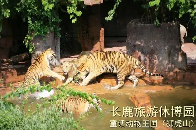 ˳�³�¹�����ݲ�԰99��2��2С��3����Ʊ��������������ݣ������е�+ͯ����������.....