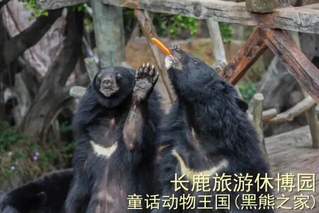 ˳�³�¹�����ݲ�԰99��2��2С��3����Ʊ��������������ݣ������е�+ͯ����������.....