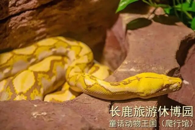 ˳�³�¹�����ݲ�԰99��2��2С��3����Ʊ��������������ݣ������е�+ͯ����������.....