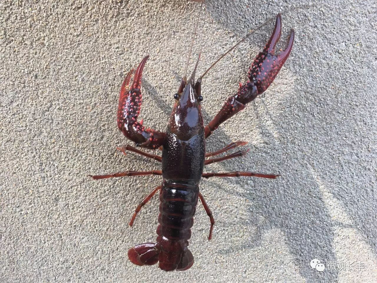 寒冷的季节,劲爆的美味!造甲乡冬季小龙虾上市