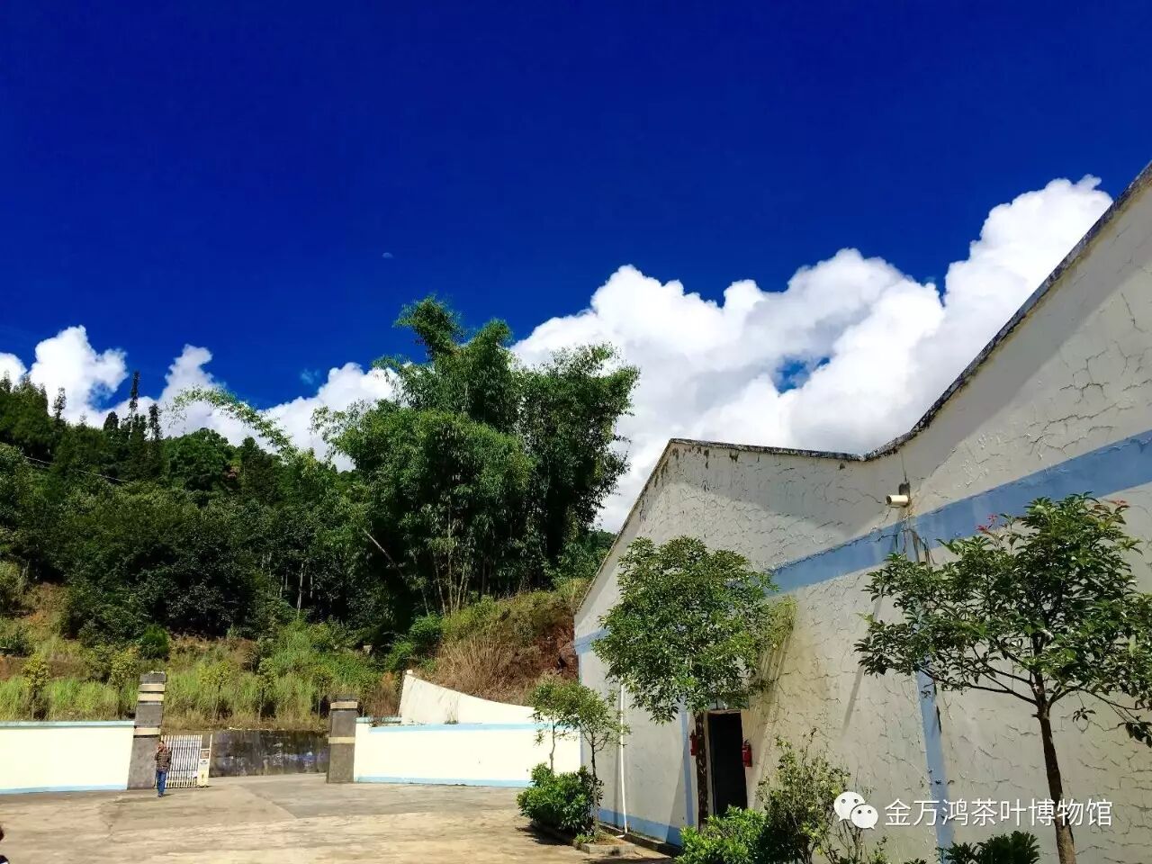 千年古树——永德大雪山古树茶