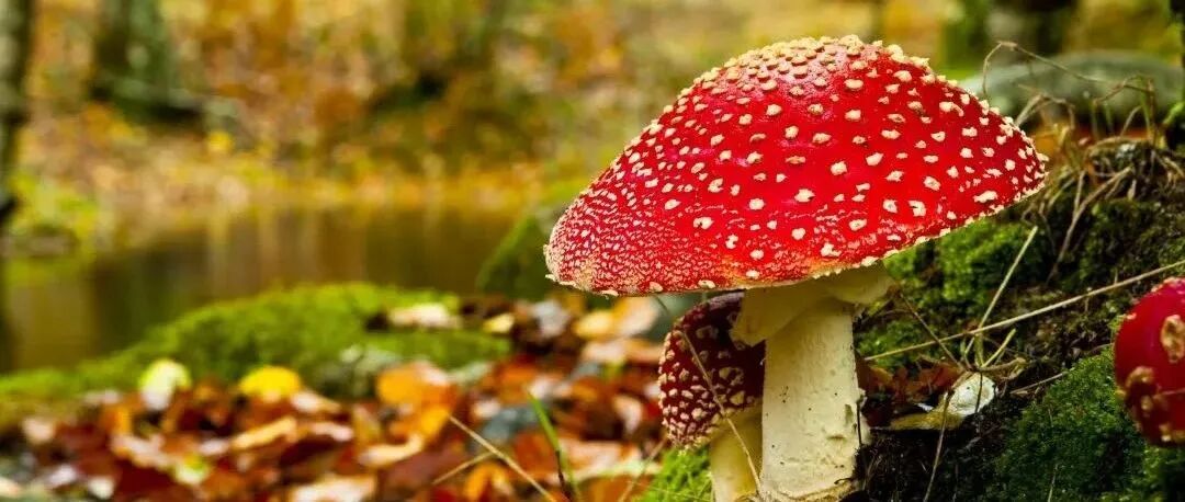 云南一女子吃野生菌中毒后出现幻觉，野生蘑菇你不要采 ！