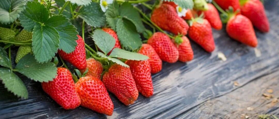 吃草莓会得出血热吗？专家提示：草莓不是传染源，吃干净的草莓不会患病