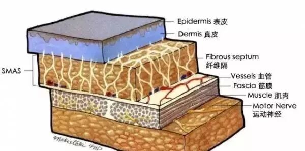 smas筋膜层是支撑面部皮肤的关键,被称为"面部支架"!