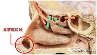 鼻前庭炎 Drwangstudio 微信公众号文章阅读 Wemp