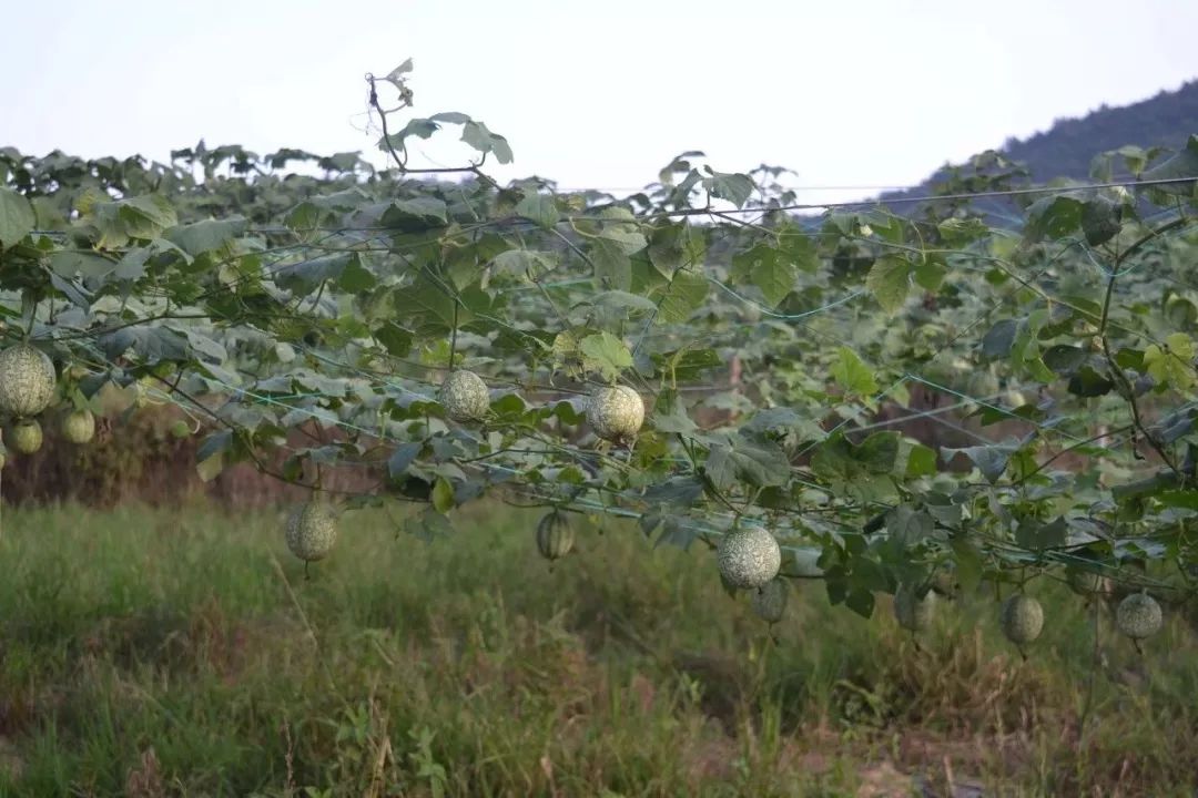 致富农业节目_农业致富经_致富农业网
