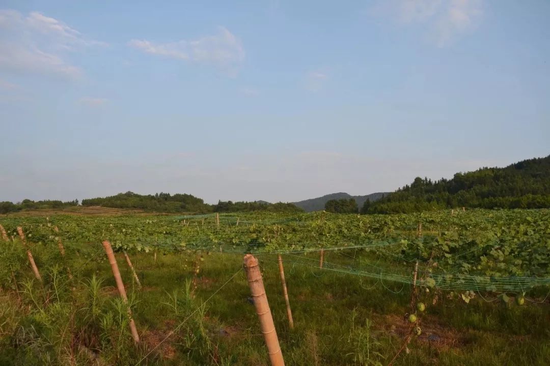 农业致富经_致富农业节目_致富农业网