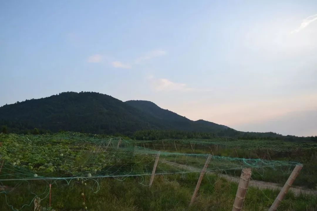 致富农业节目_农业致富经_致富农业网