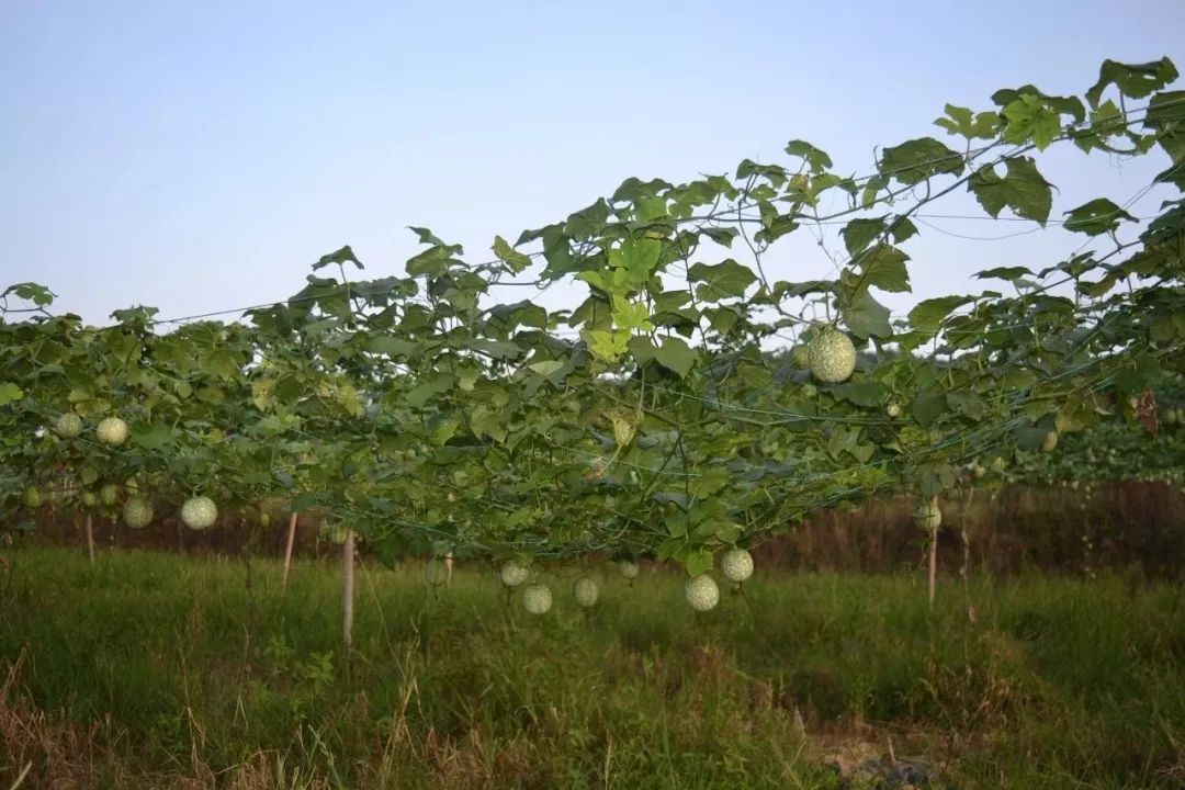 致富农业节目_致富农业网_农业致富经
