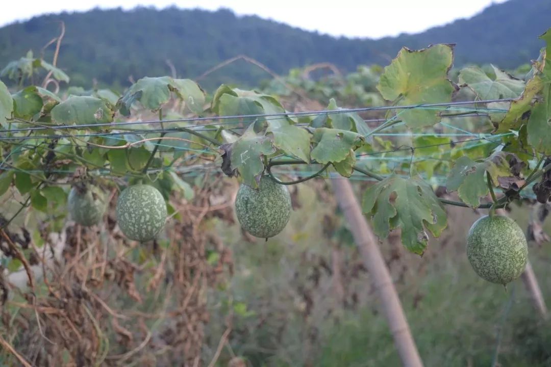 致富农业节目_致富农业网_农业致富经