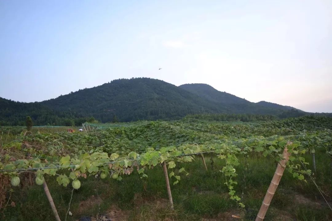 农业致富经_致富农业节目_致富农业网