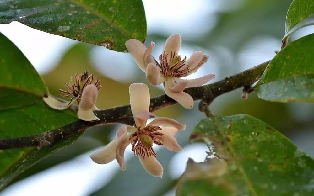 观光木:一朵花与一段感人的历史