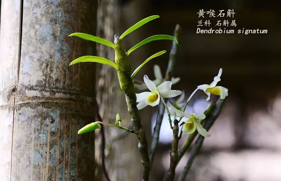 石斛為什麼叫 石斛 西雙版納熱帶植物園 微文庫