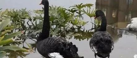 许戈 ｜ 庚子年避险  资金再次涌入