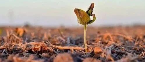 许戈｜十年最寒严冬将至，你的粮食够吗？