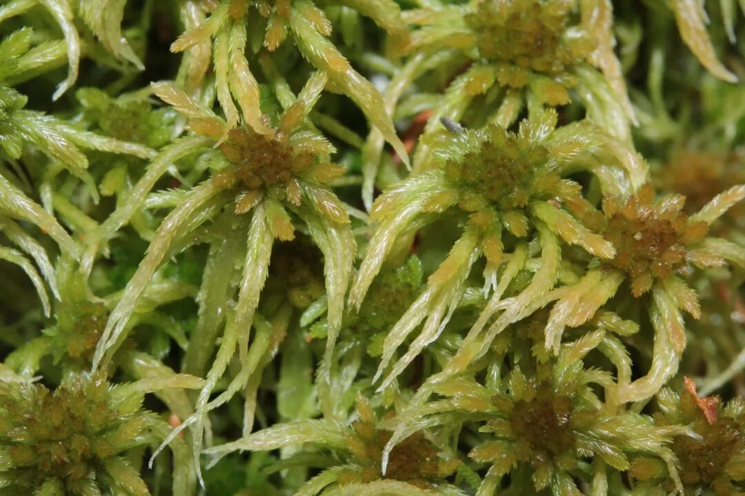 这是一篇来自水苔的自我介绍 请叫我泥炭藓 珍宝堂爬虫 微信公众号文章阅读 Wemp