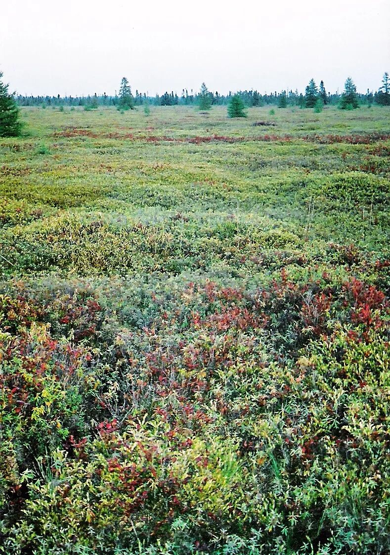 这是一篇来自水苔的自我介绍 请叫我泥炭藓 珍宝堂爬虫 微信公众号文章阅读 Wemp