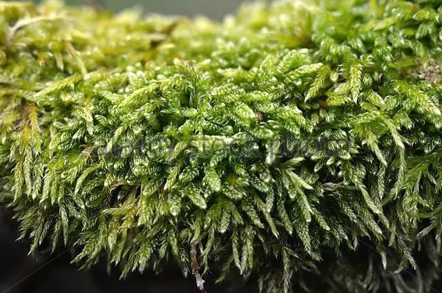 这是一篇来自水苔的自我介绍 请叫我泥炭藓 珍宝堂爬虫 微信公众号文章阅读 Wemp