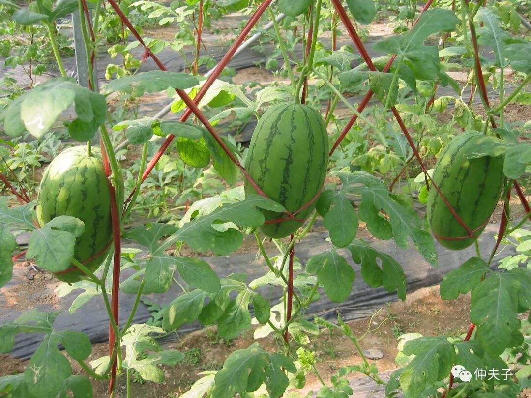 小西瓜大学问 汝南仲二勇的致富经 仲夫子 微信公众号文章阅读 Wemp