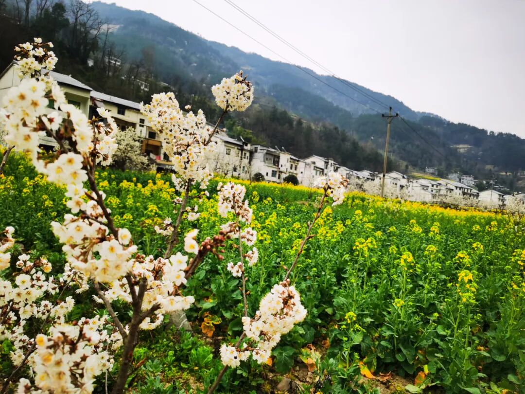 三月城口约你一起赏花采摘不负春光