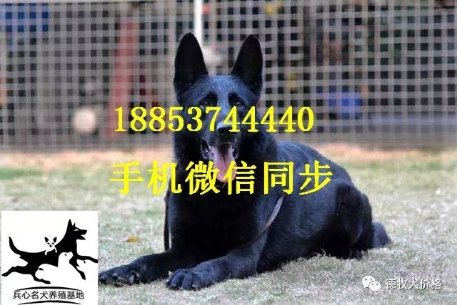 德国牧羊犬价格马犬训练方法 德牧犬价格 微信公众号文章阅读 Wemp