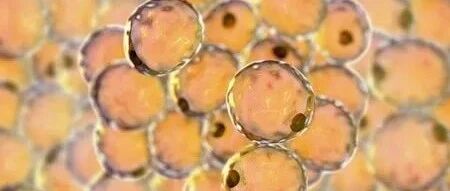 安全降低15%体重！减肥疗法的下一个突破方向是？