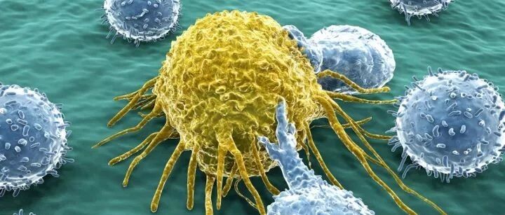 低调问世30年，它能成为癌症免疫疗法的下一个突破吗？