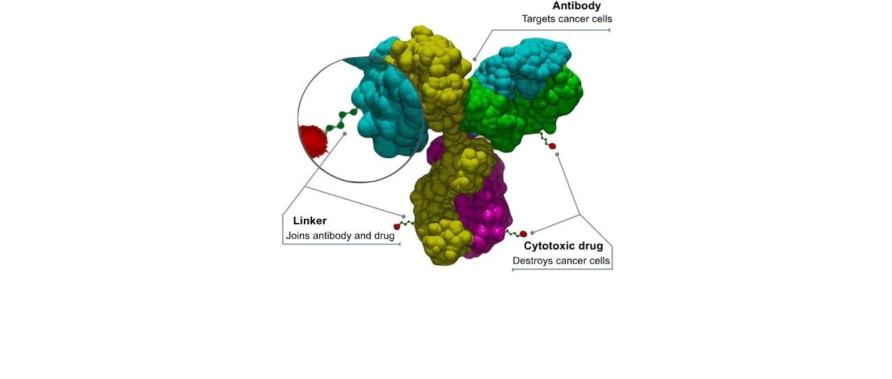 前有FDA加速批准，今有阿斯利康60亿美元合作开发，TROP2抗体偶联药物为何成为热门研发领域？