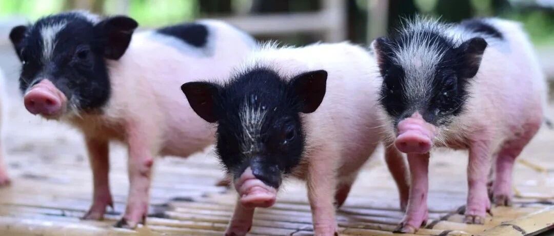 里程碑！猪器官人体移植迈出关键性一步