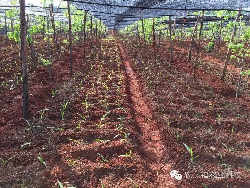 白芨种植技术和栽培要点(白芨种植技术白芨的种植方法)