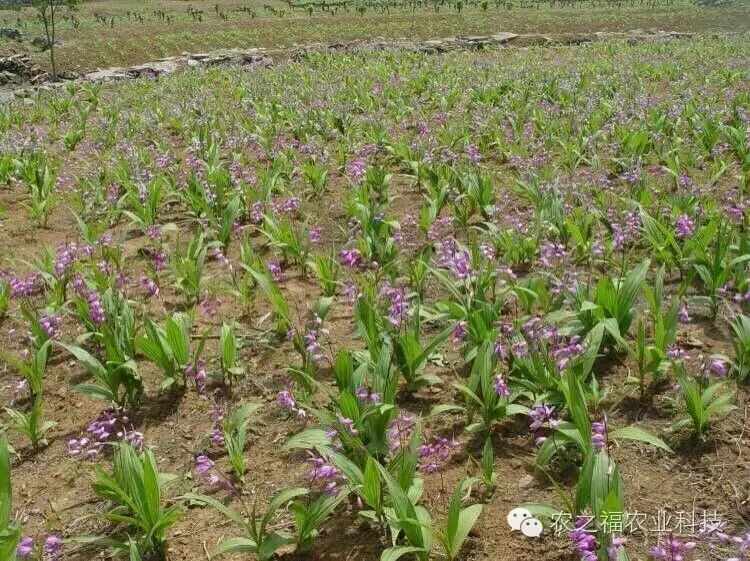 白芨中药材--种植市场前景-人工种植要求