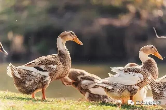 什么是mtc治疗什么是鸭传染性浆膜炎？其危害大不大？不用治疗可以不？-上海聚慕医疗器械有限公司