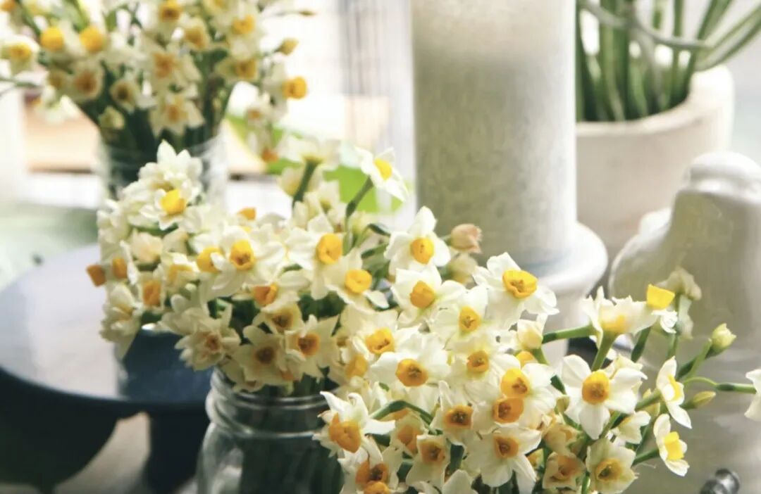 新年置办鲜花 超可爱水仙花球到货 每天看着它心情都好了 美帝活雷锋 微信公众号文章阅读 Wemp