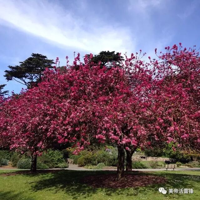 又到一年赏花时 旧金山湾区最全赏花地图拿走
