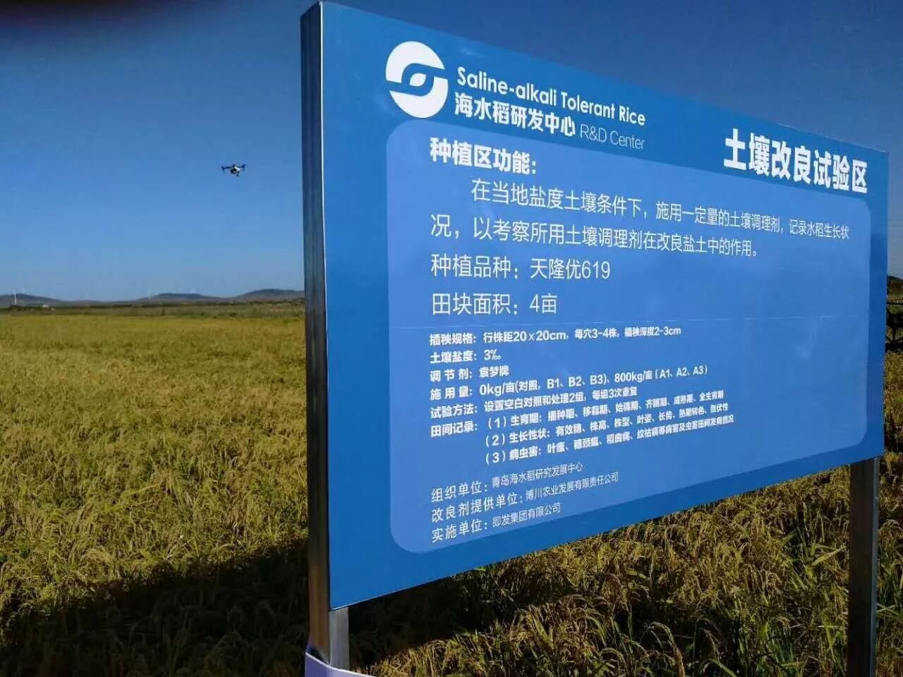进行土壤修复改良处理的试验田与未进行土壤处理的试验田测产结果对比