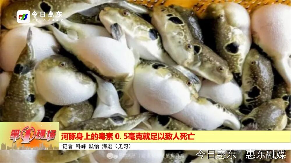 河豚身上的毒素05毫克就足以致人死亡
