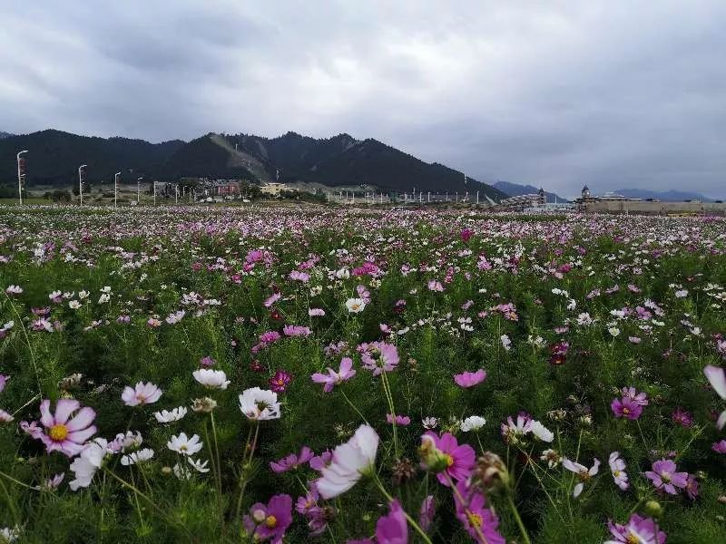 8月31日 9月6日逛特色小镇赏丝路花海走艾文栈 新疆天山鹰户外运动有限公司 微信公众号文章阅读 Wemp