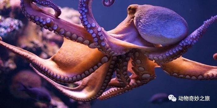 怪诞离奇_世间离奇生物