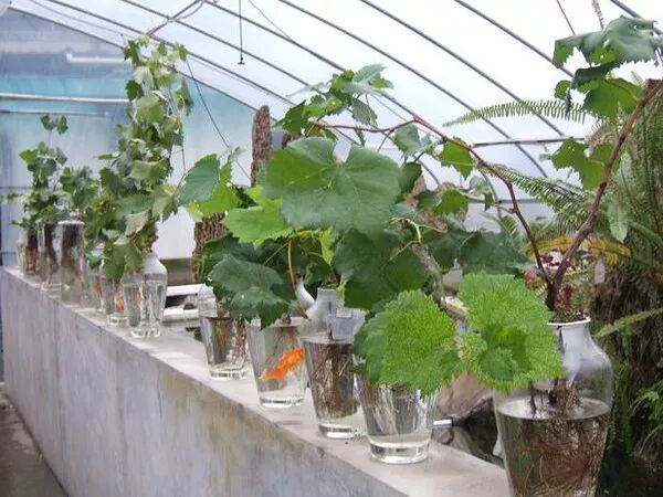 创业所有项目_创业小项目怎么写_小本创业项目有哪些