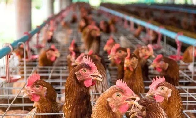 农村养殖创业项目推荐 农村创业，4种冷门养殖项目，市场前景广、收入要比打工强多了