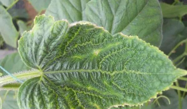 蔬菜作物缺硼有什么表现症状?怎么补充硼肥?